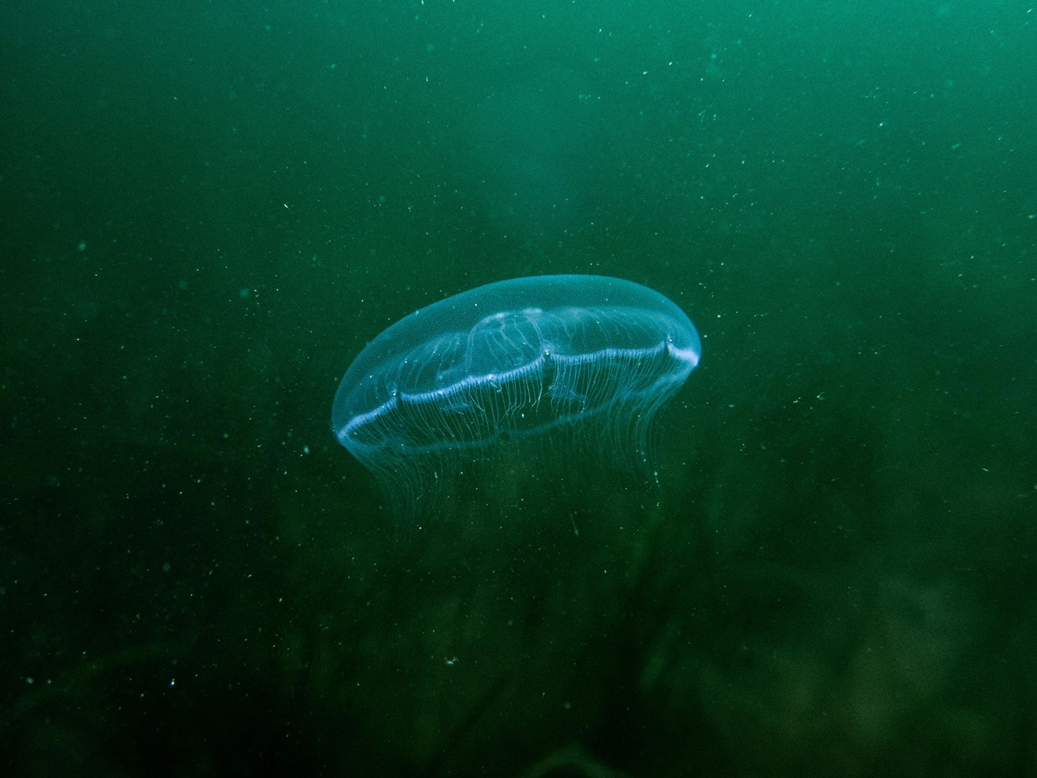 OBIS publishes its first eDNA dataset based on Event Core